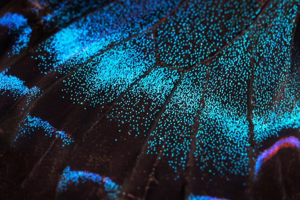Macro image
