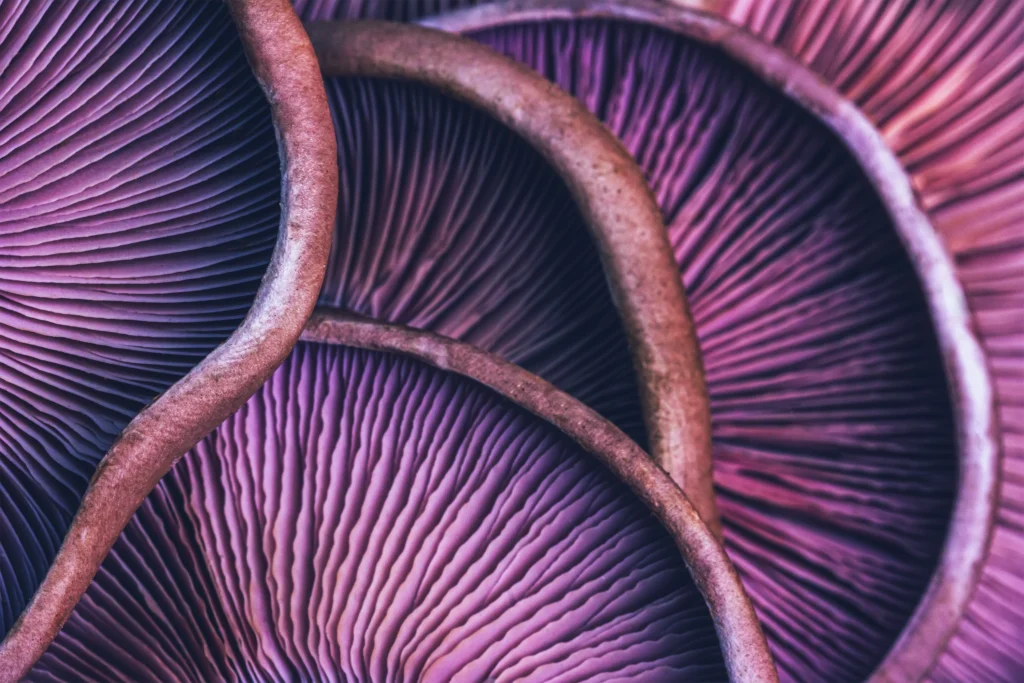 Macro image of mushroom