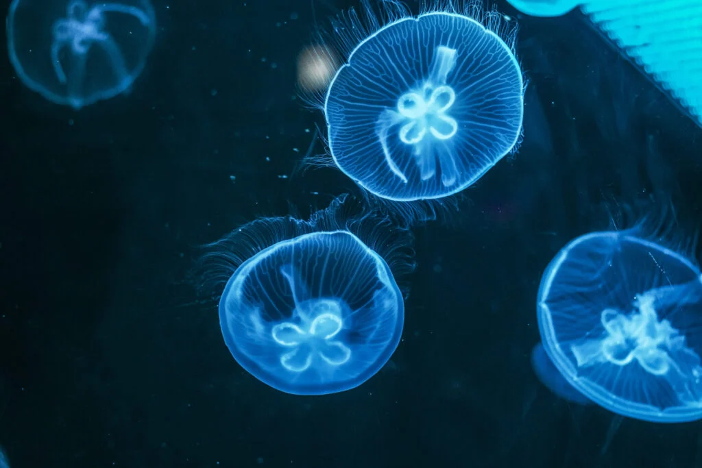 Glowing jellyfish close-up in the aquarium blue color.