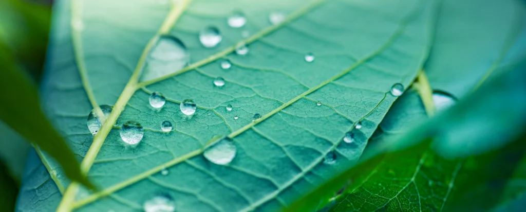 Image of a green leaf