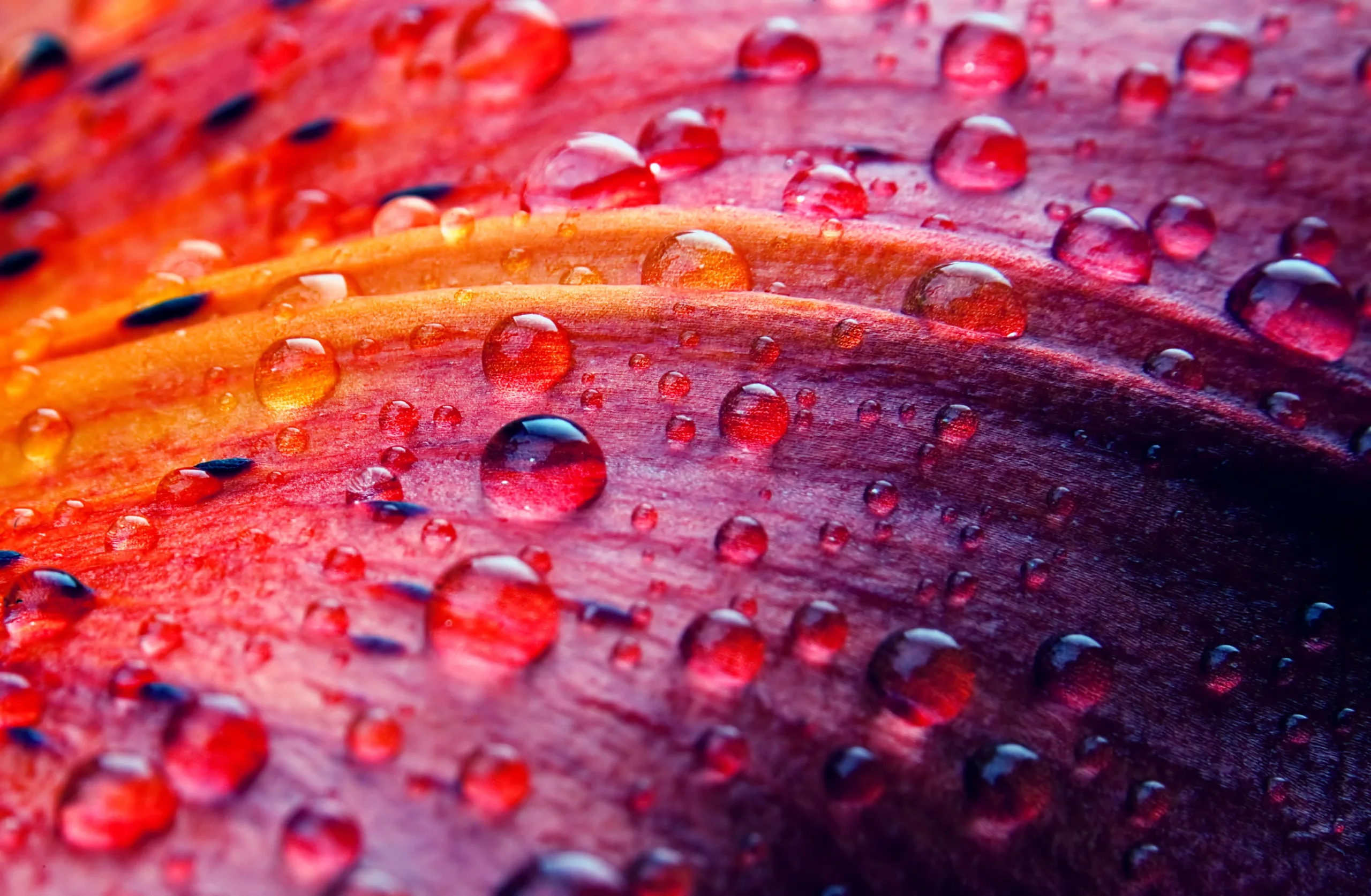 Macro image of water of leaf