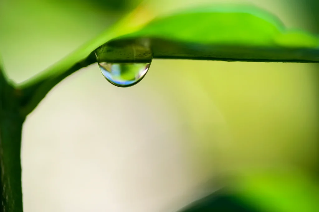 Image of a water droplet on a plant