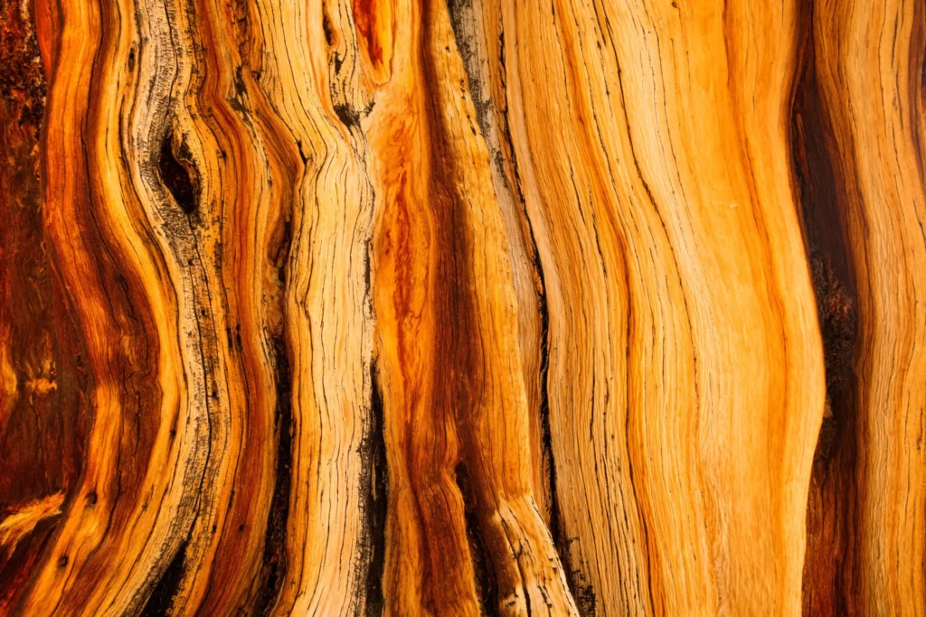 Macro image